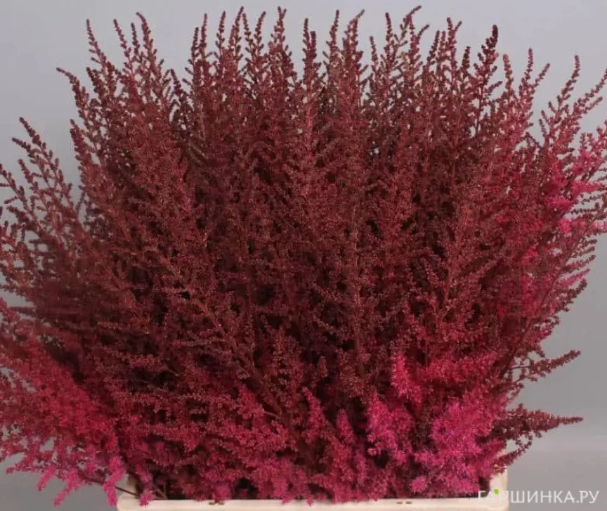 Астильба Арендса Поль Гардер