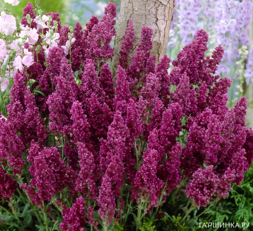 Шалфей (сальвия) дубравный Плюмоза