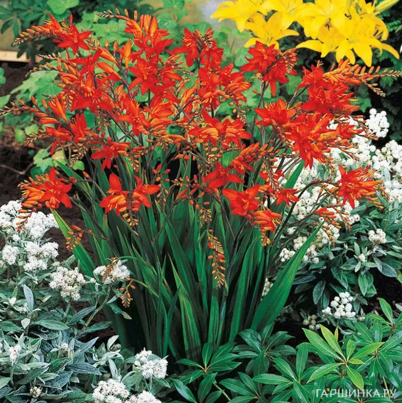 Крокосмия (монтбреция) Файр Кинг 5шт