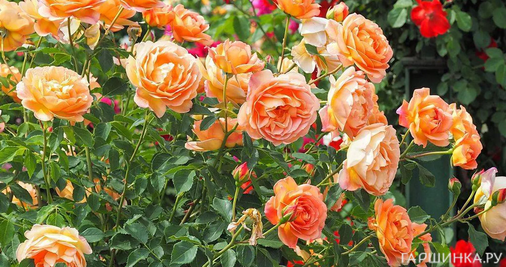 Роза Леди оф Шалот