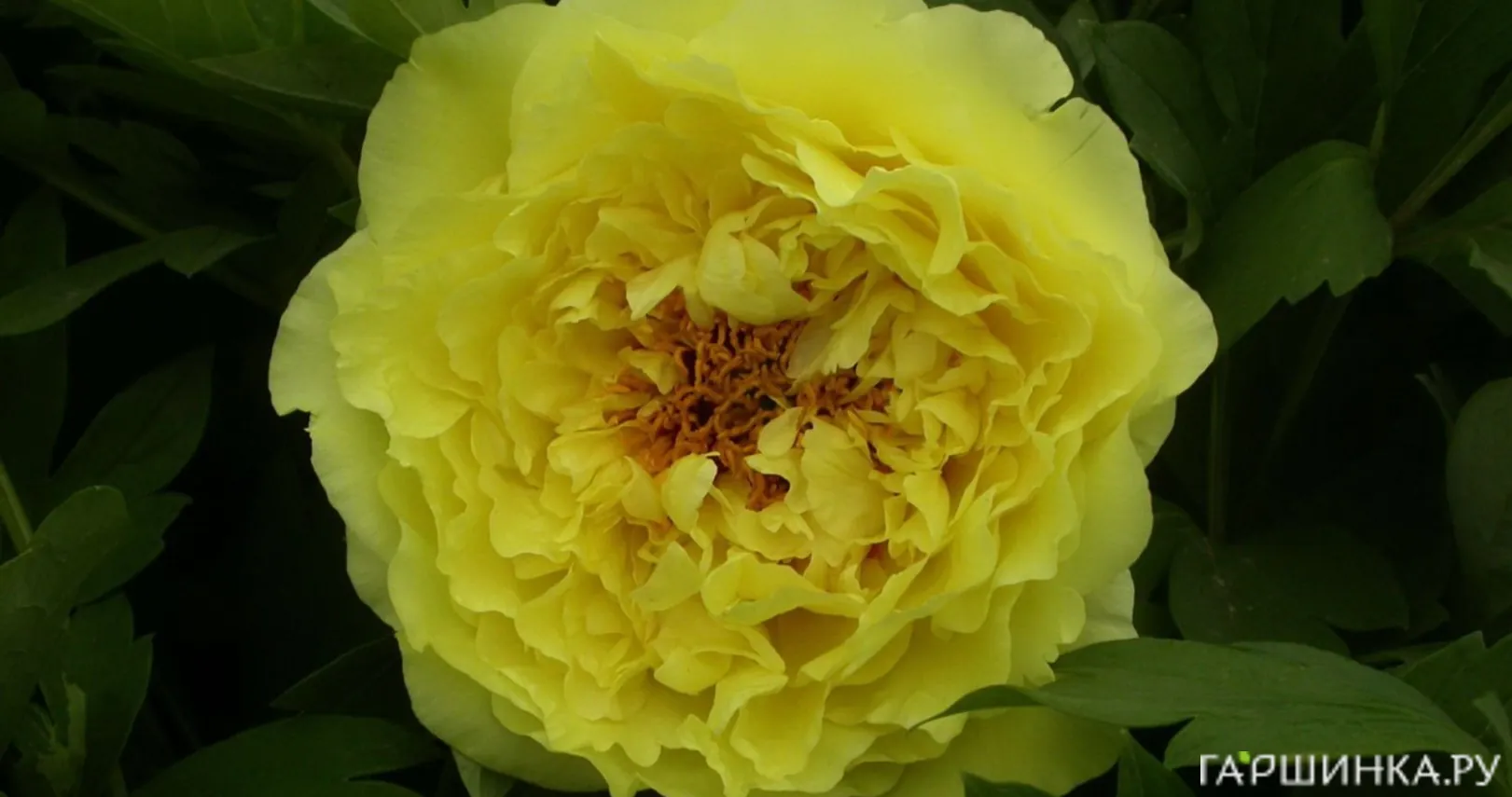 Пион Кинко древовидный желтый