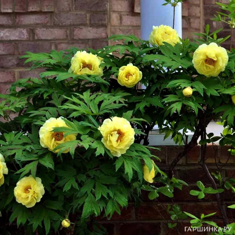 Пион Полуденный Зной древовидный желтый