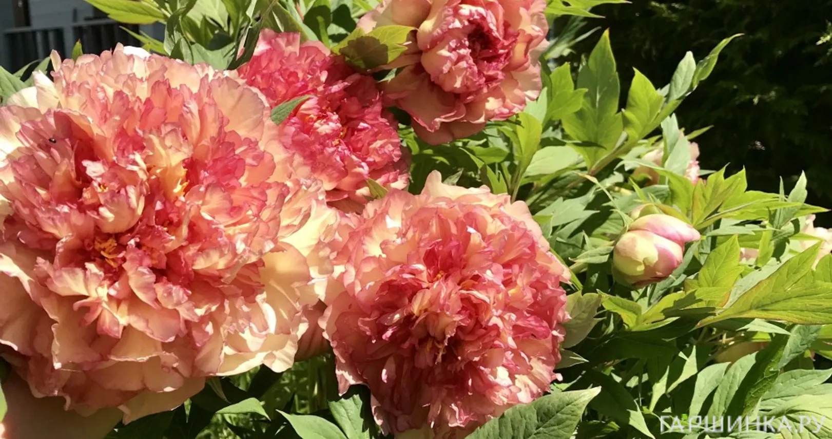 Пион Золотая Россыпь древовидный желтый