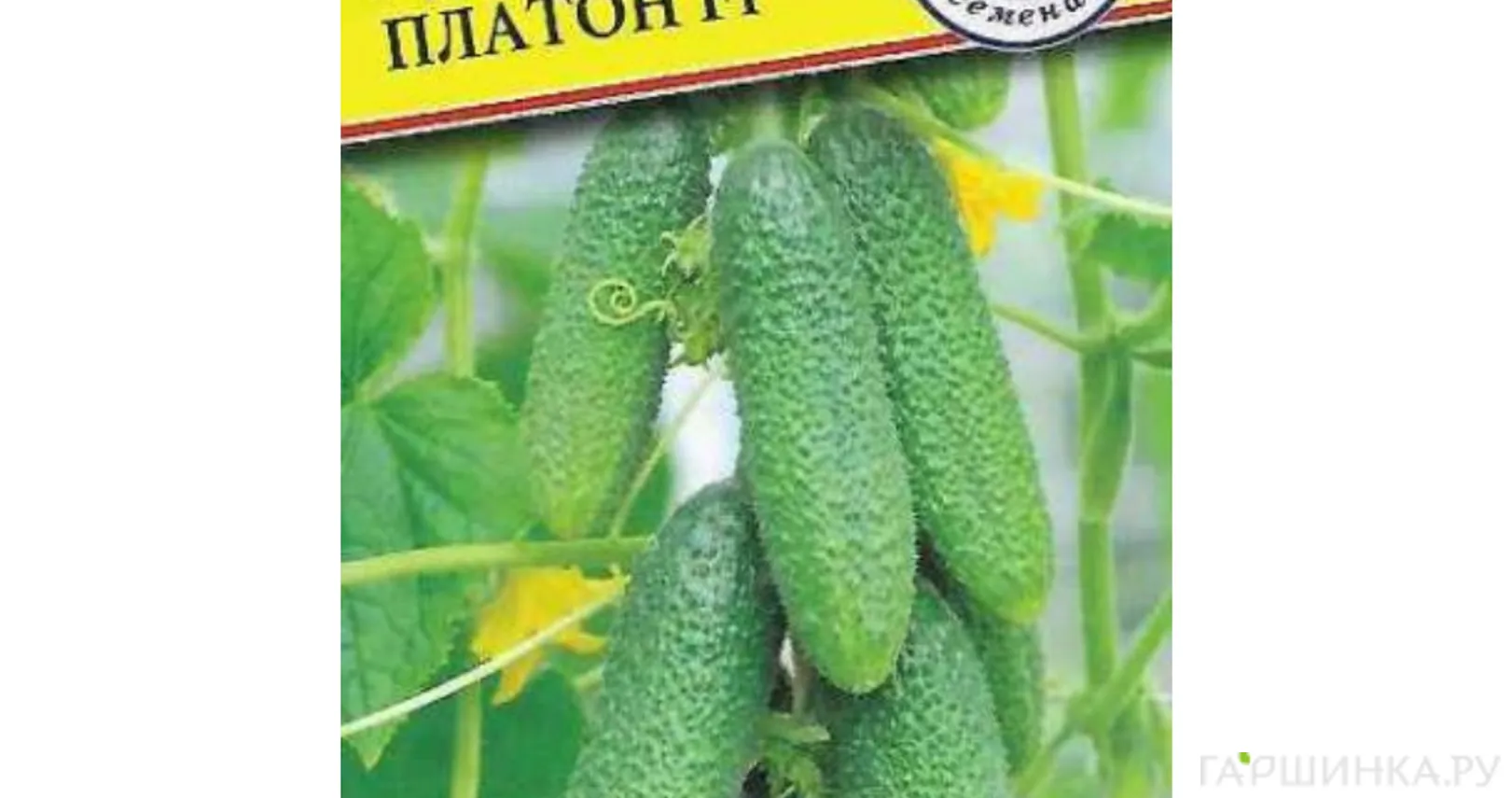 Огурец Платон F1 5 шт, Семена Престиж
