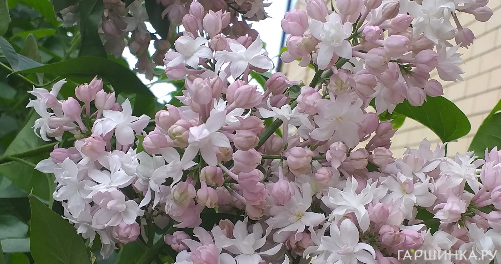 Сирень Красавица Москвы