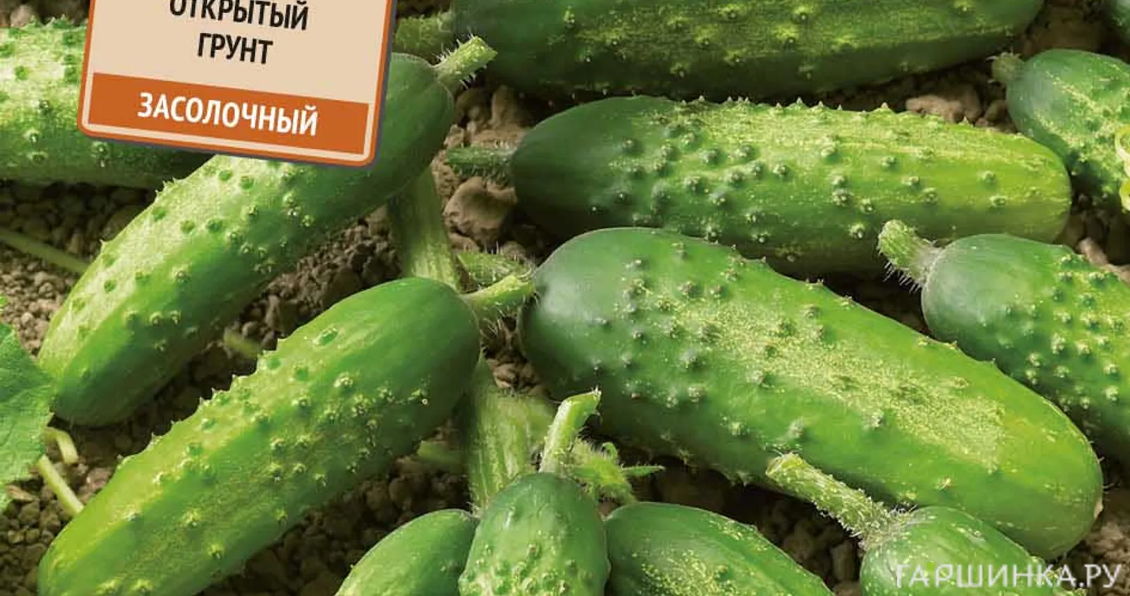 Огурец Купеческий F1 (А) 12 шт, Семена Поиск