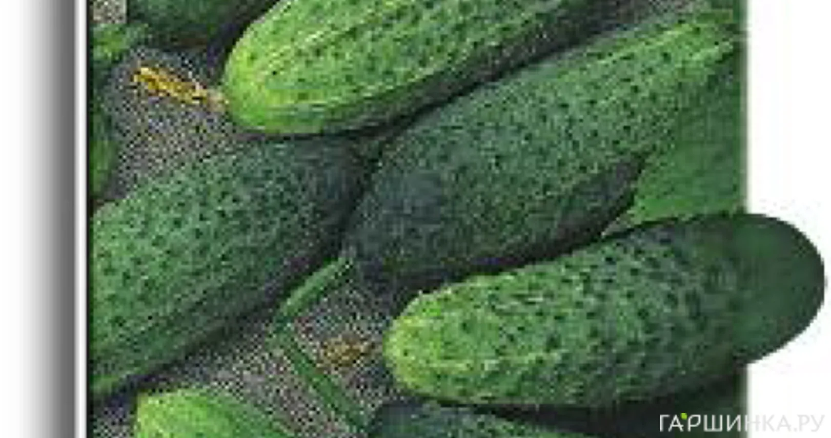 Огурец Натали F1 12, Семена Поиск