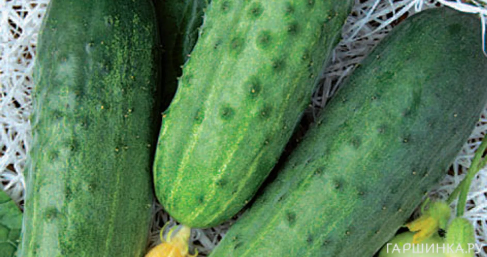 Огурец Феникс Плюс 15, Поиск