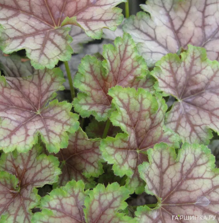 Гейхера Биркин