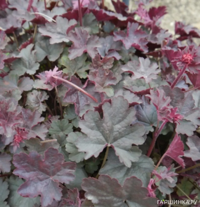 Гейхера Хэппи Девил