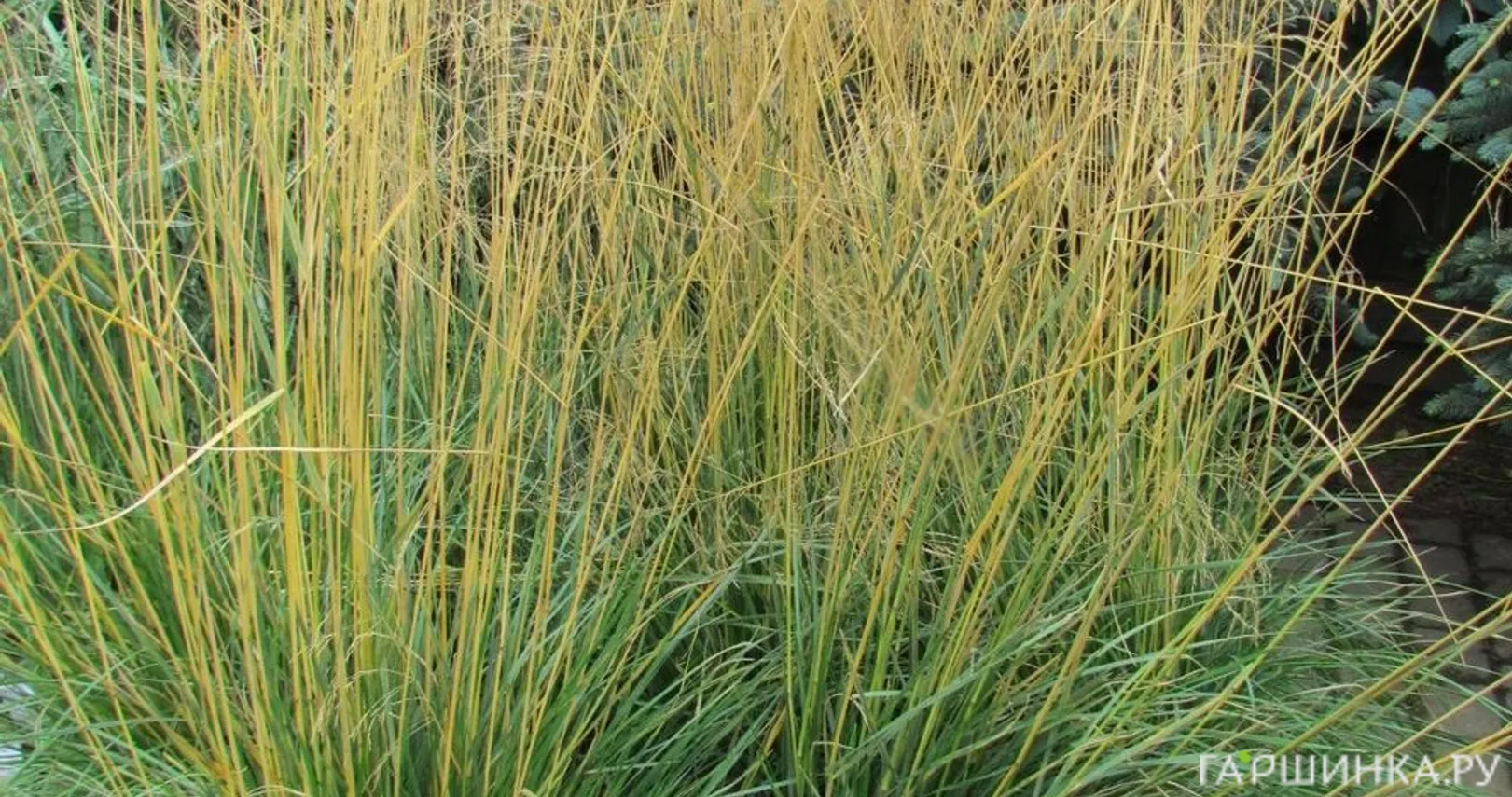 Луговик (Щучка) Тардифлора