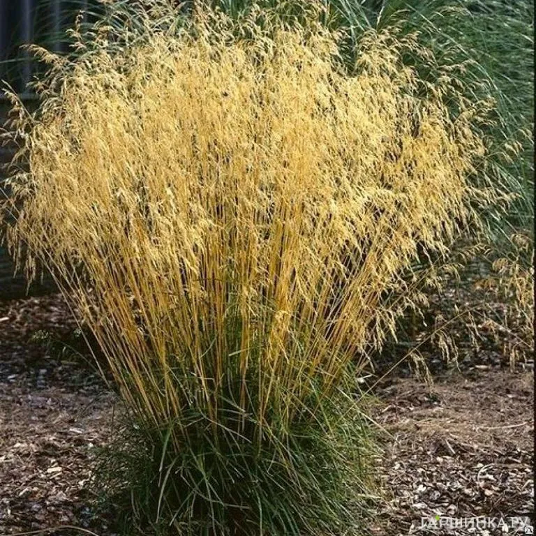 Луговик (Щучка) Пикси Фонтейн