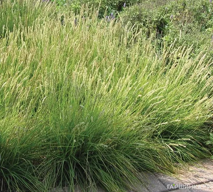 Луговик (Щучка) Палава