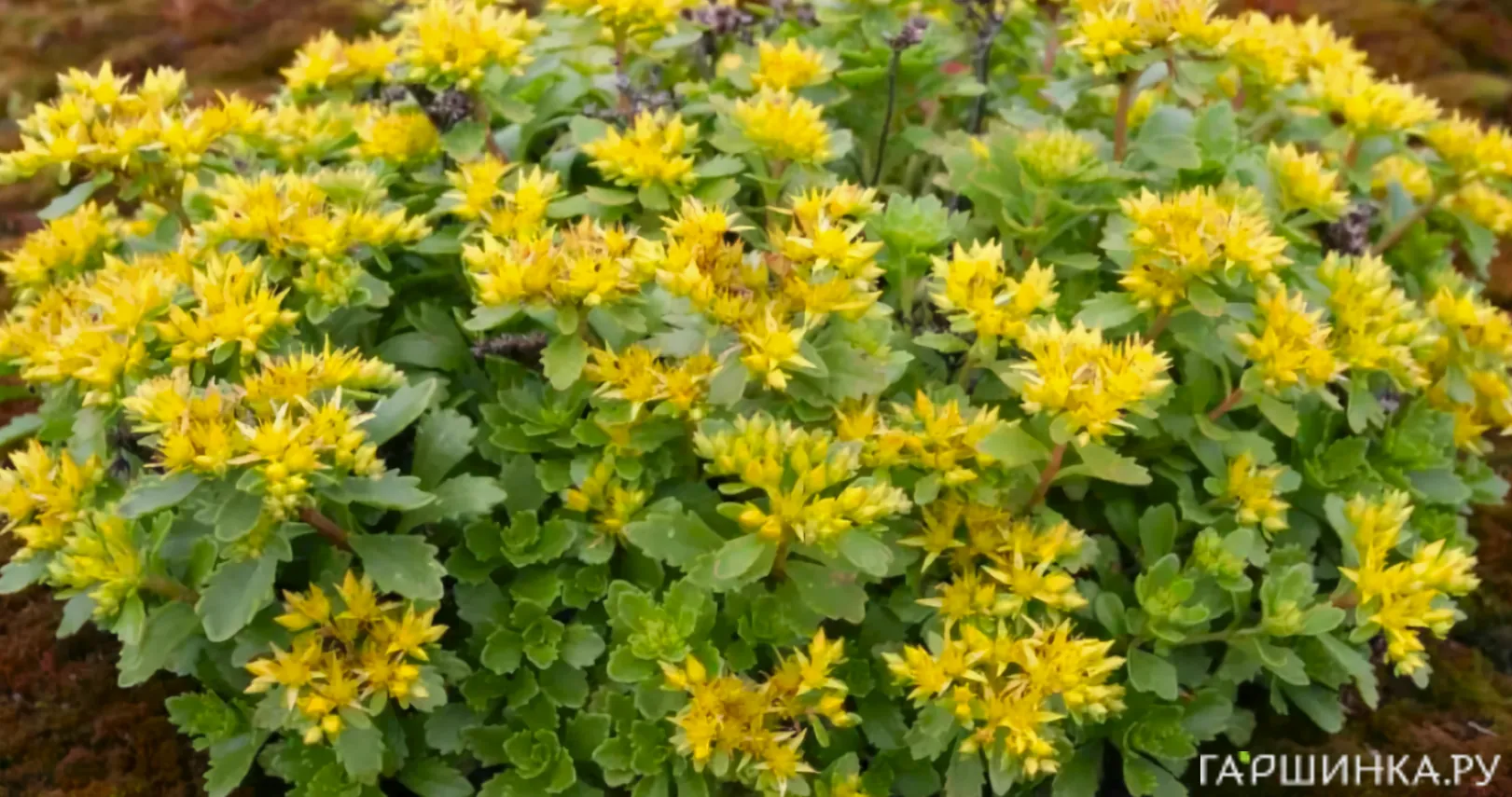 Очиток (седум) Камчатский