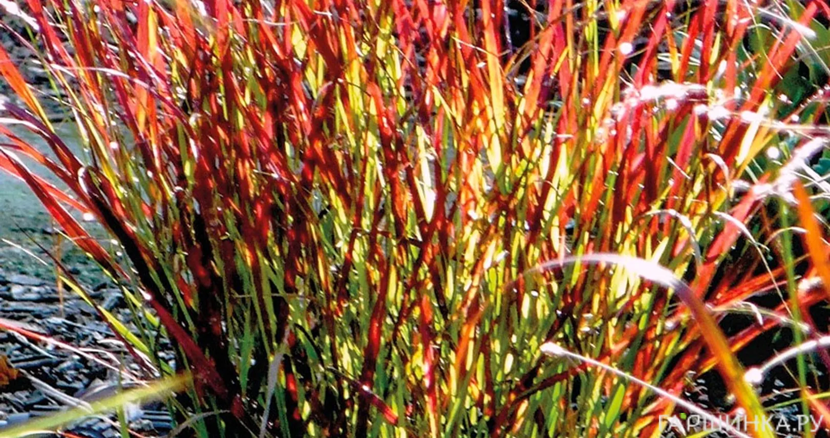 Просо прутьевидное Сангрия