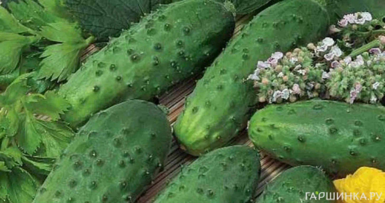 Огурец Дальневосточный 27 12 шт, Плазменные семена