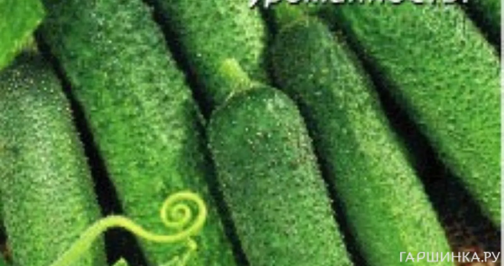 Огурец Деликатесный 12 шт, Плазменные семена