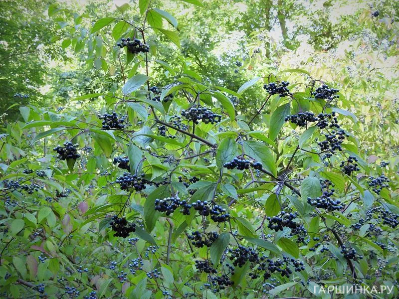 Дерен Блю Клауд душистый