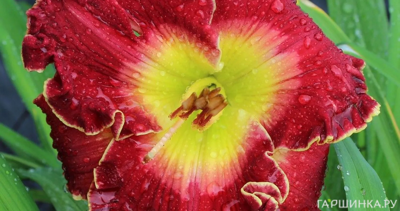 Лилейник Краун Файр