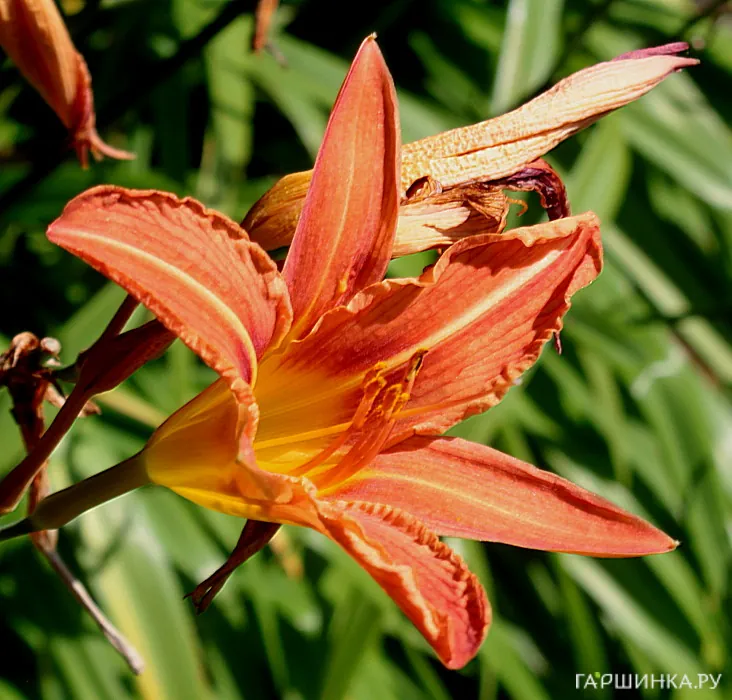 Лилейник буро-желтый