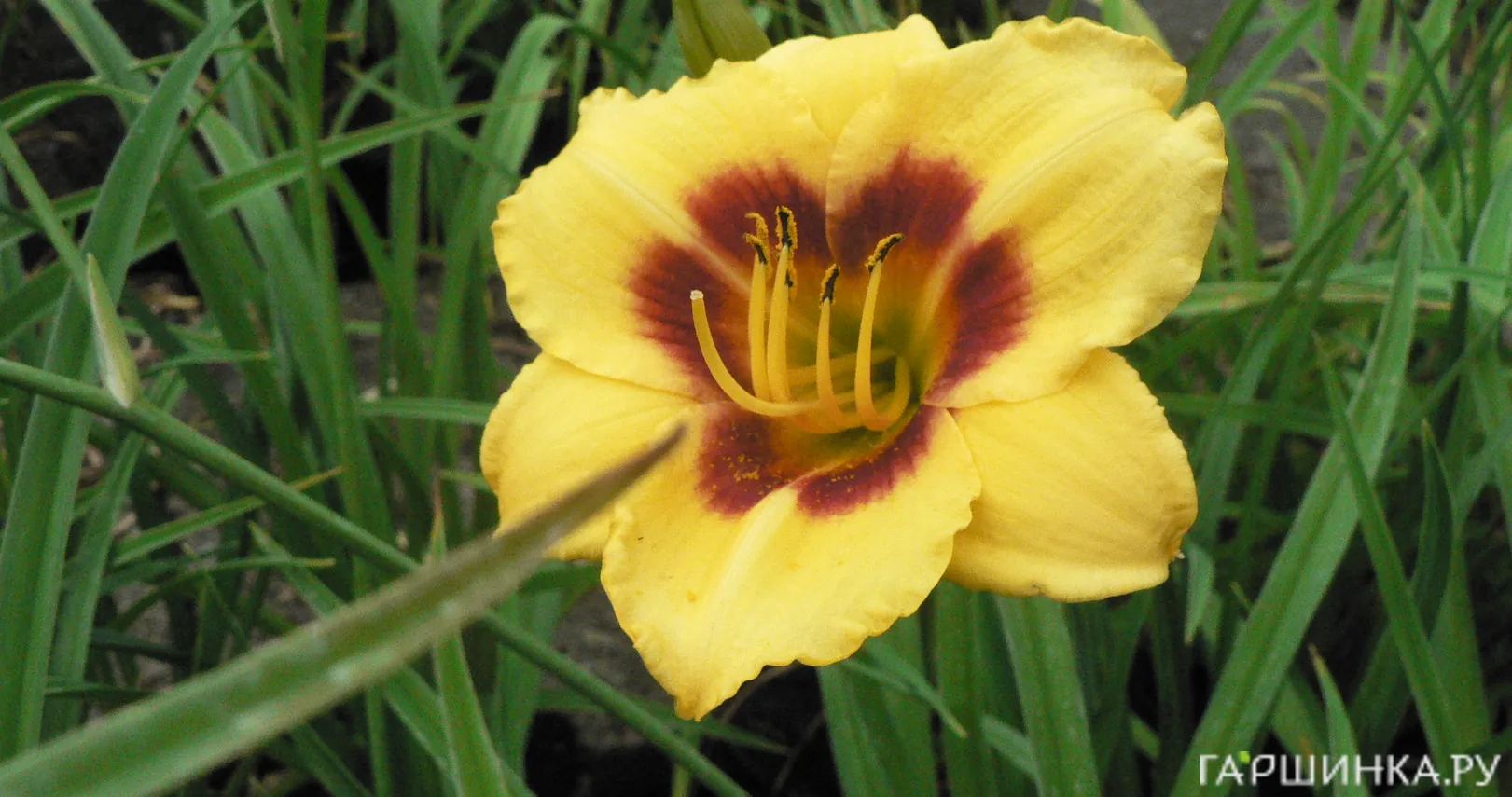 Лилейник Литл Пол