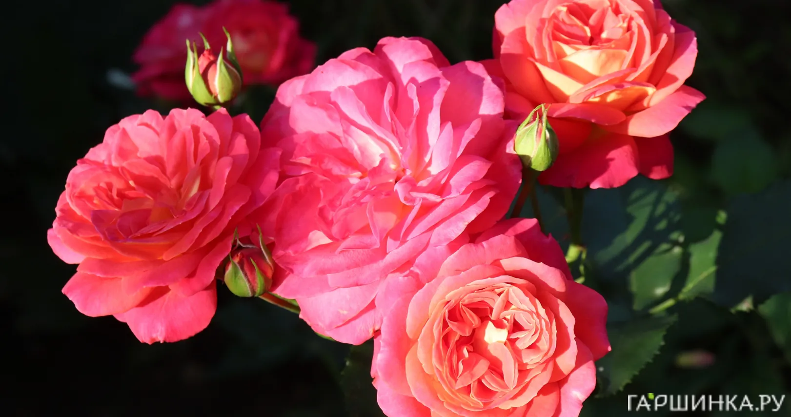 Роза Мидсаммер флорибунда