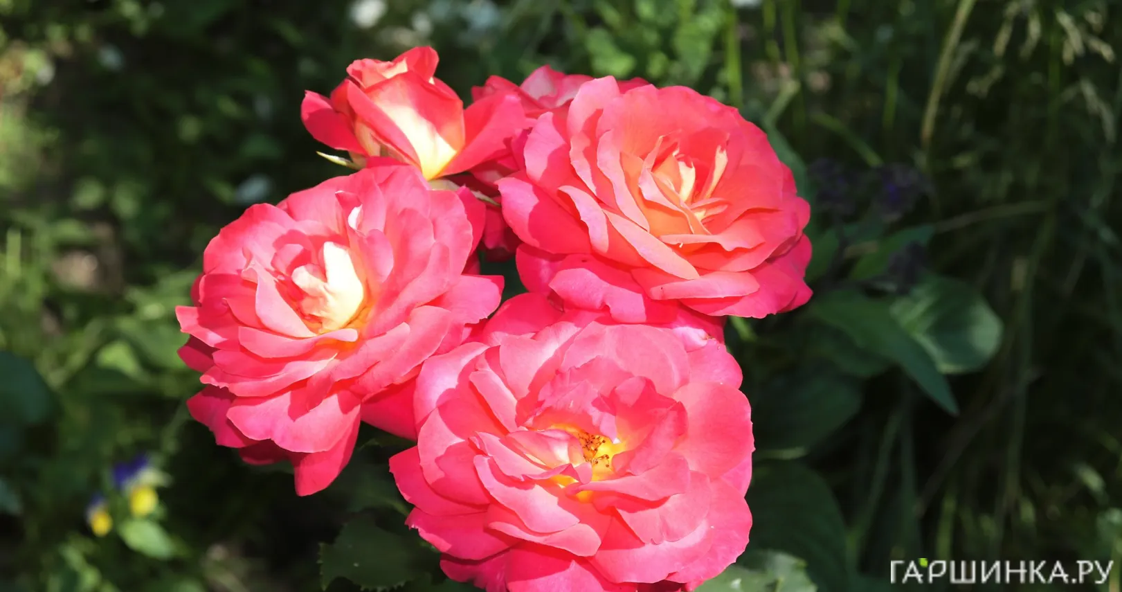 Роза Декор Арлекин шраб