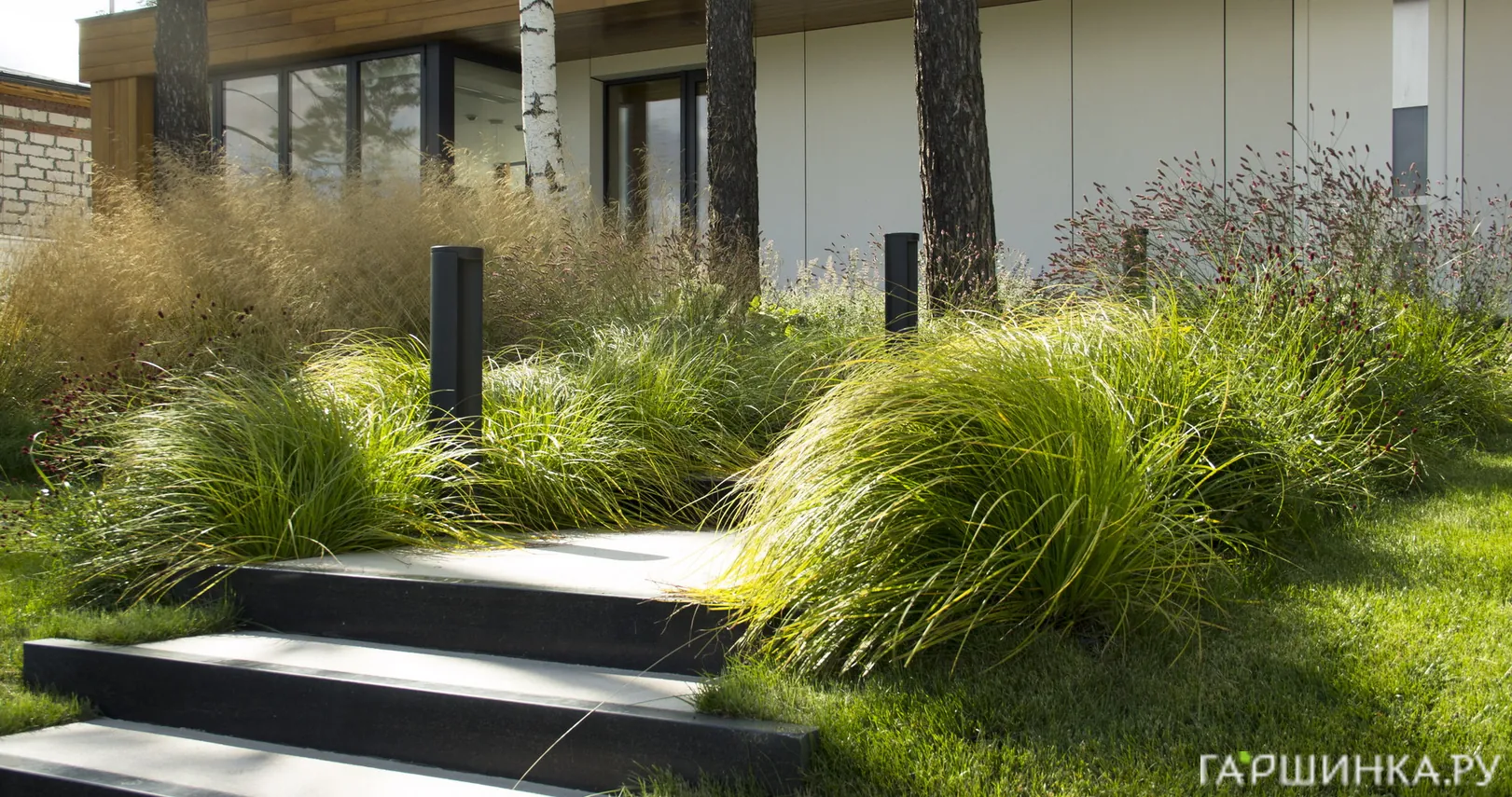 Осока гладконосая