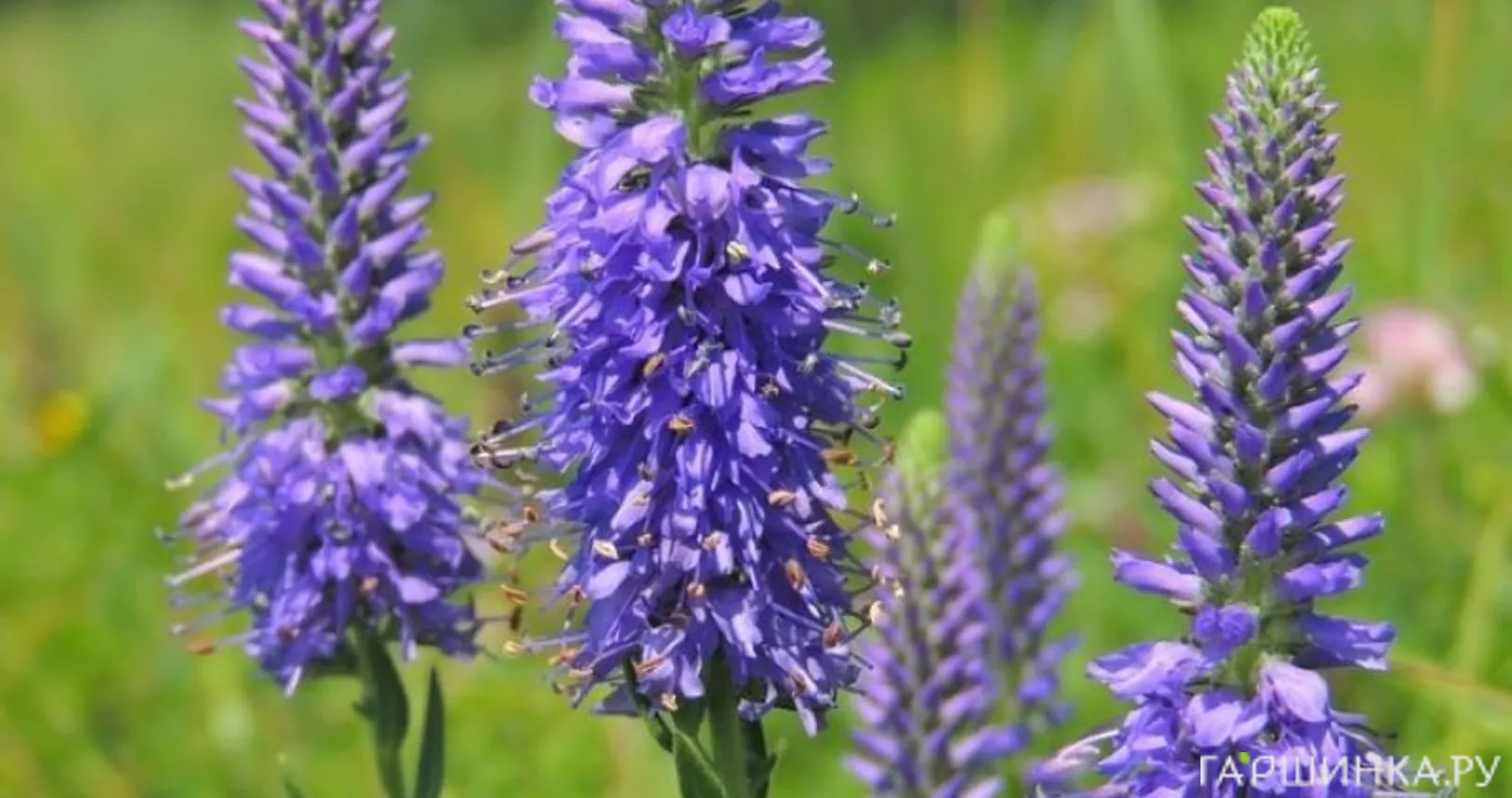 Вероника седая