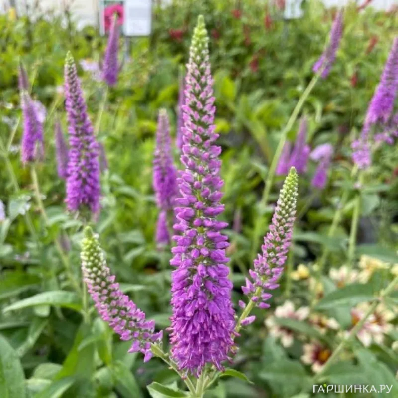 Вероника Фёст Матч длиннолистная