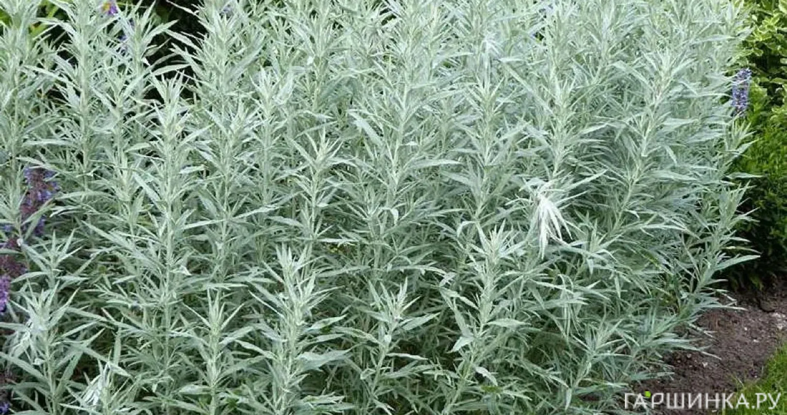 Полынь людовика