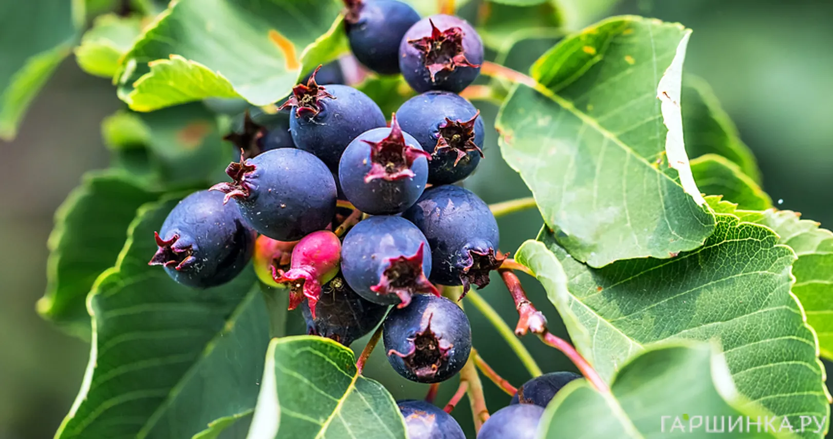 Ирга Тонкокожая