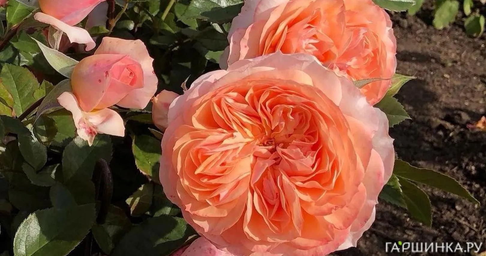 Роза Сурир дю Хавр чайно-гибридная