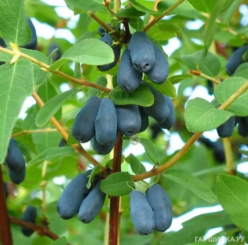 Жимолость Дочь Великана