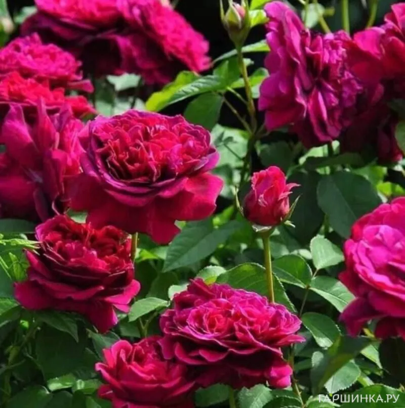 Роза Уильям Шекспир кустарниковая