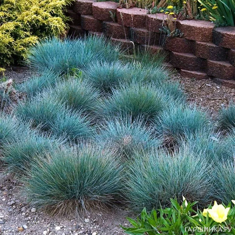 Овсяница Бадди Блю валийская