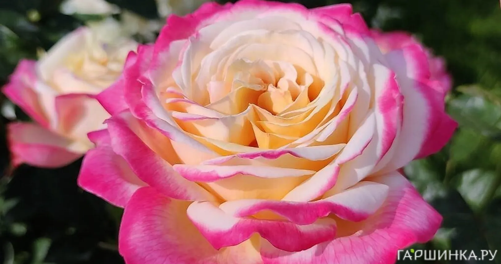 Роза Кордес Джубили чайно-гибридная