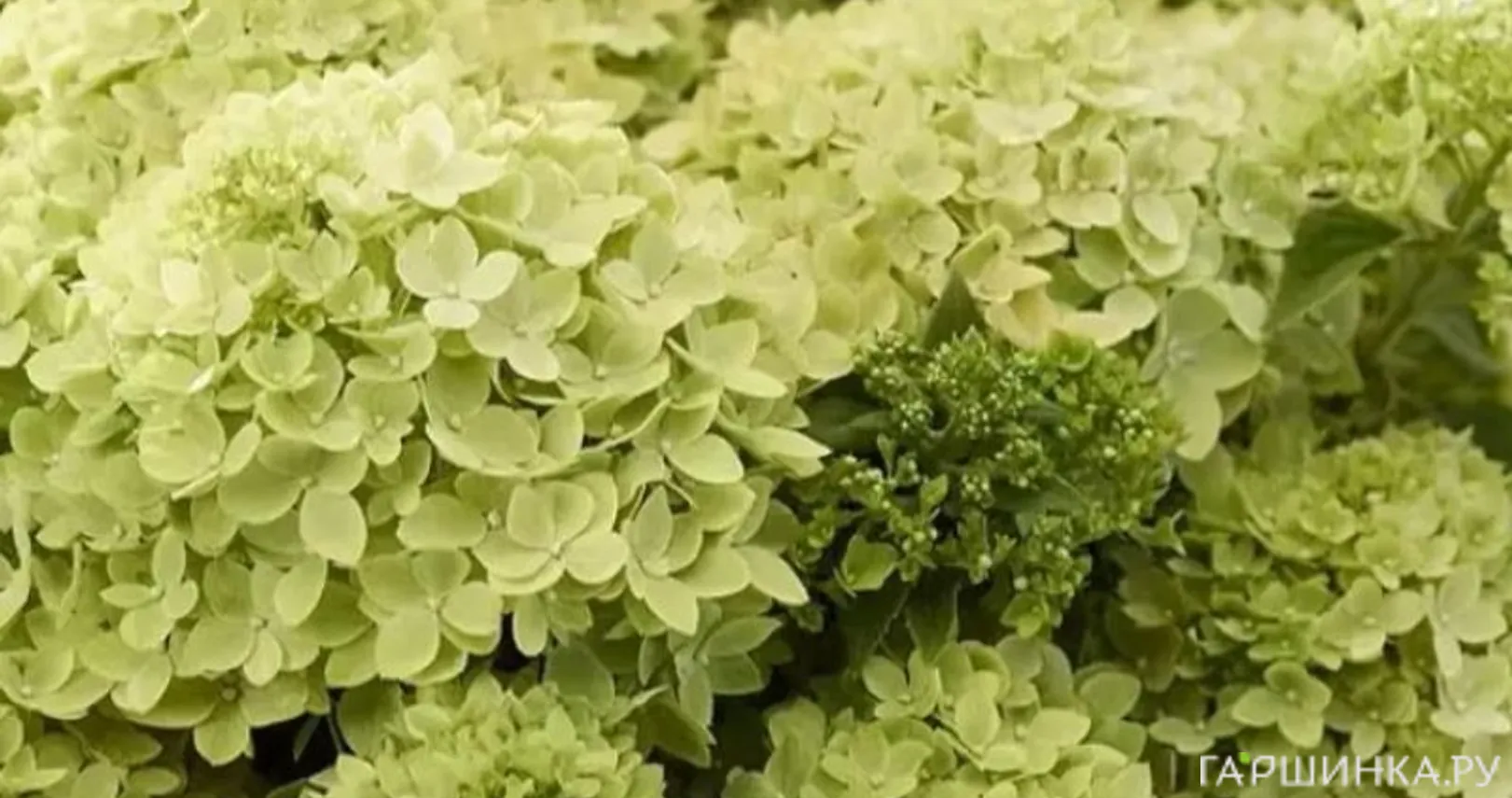 Гортензия Литл Эппл метельчатая