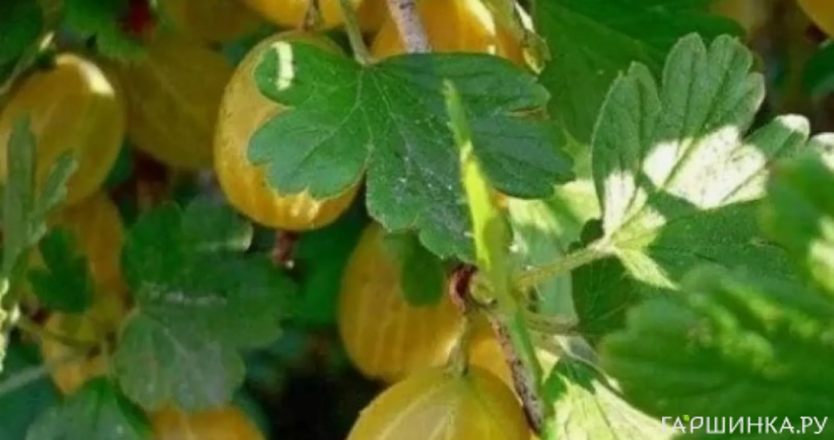 Крыжовник Янтарный
