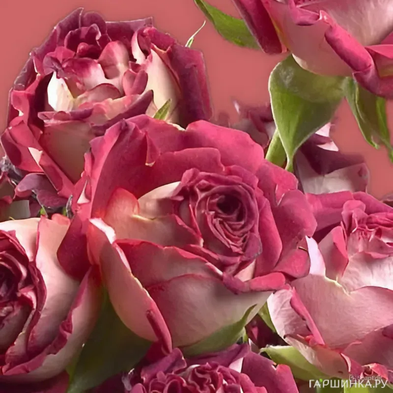 Роза Тирамису спрей