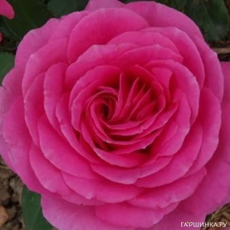 Роза Клер Маршал флорибунда