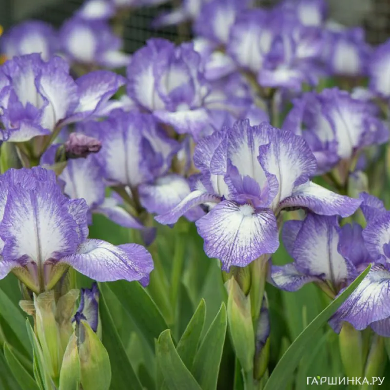 Ирис карликовый Петит Полка
