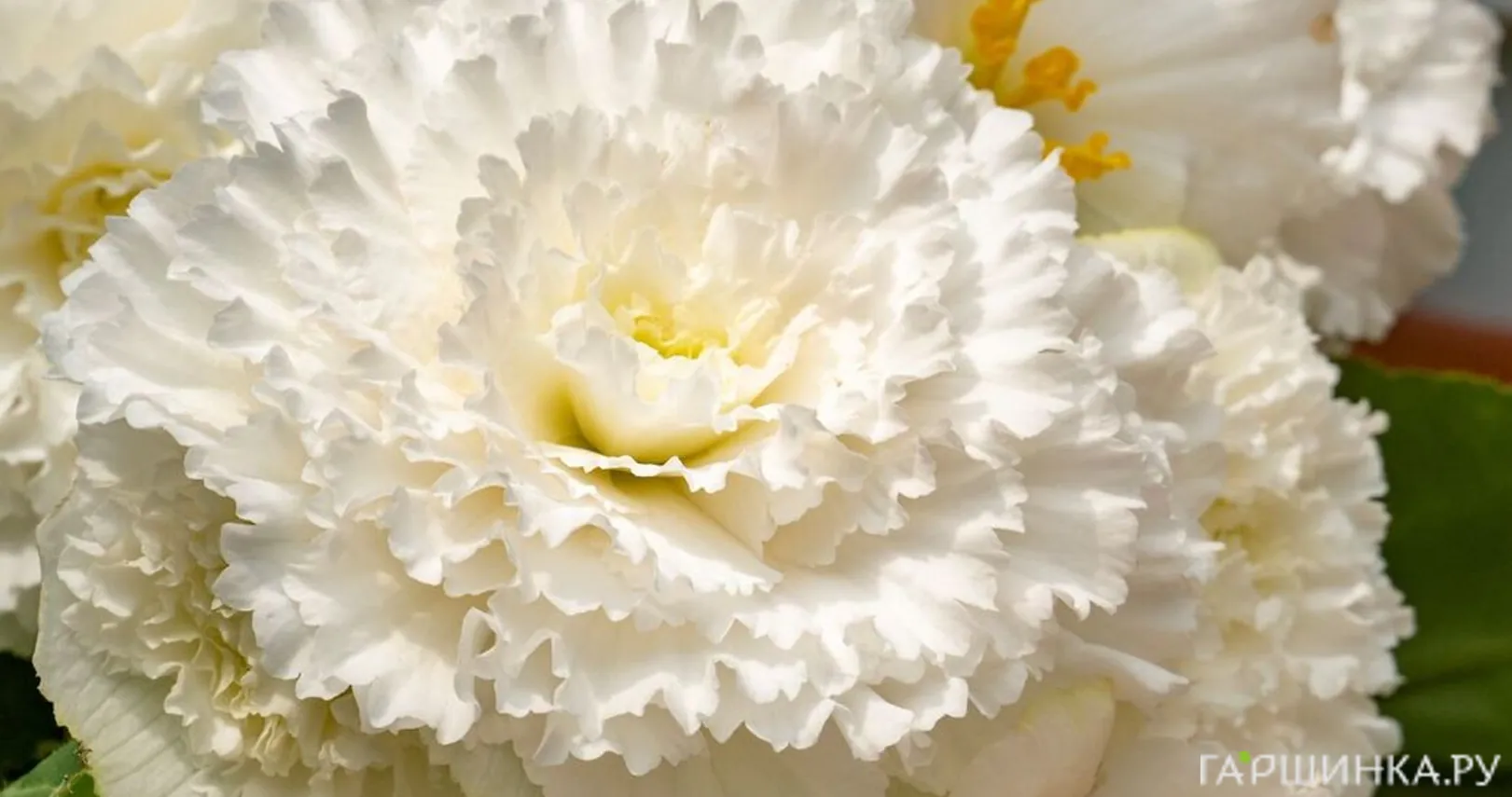 Бегония бахромчатая Фимбриата Вайт 1 шт