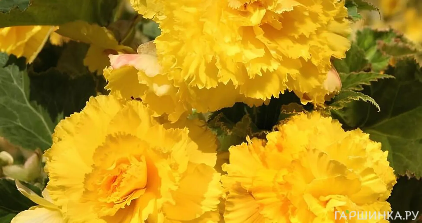 Бегония бахромчатая Фимбриата Йелоу 1 шт