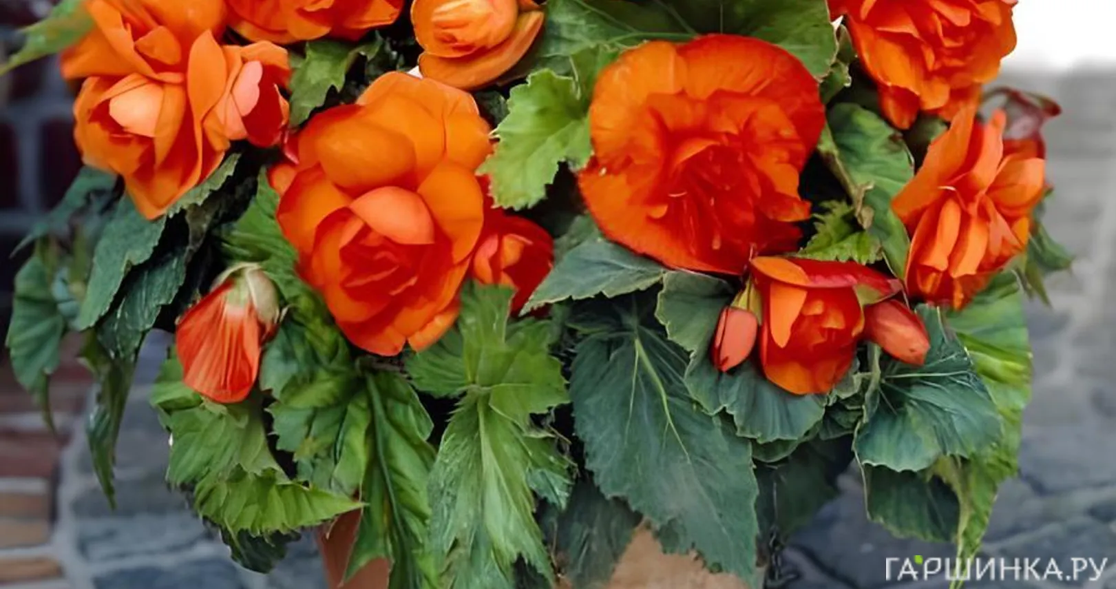 Бегония махровая Дубль Оранж 1 шт