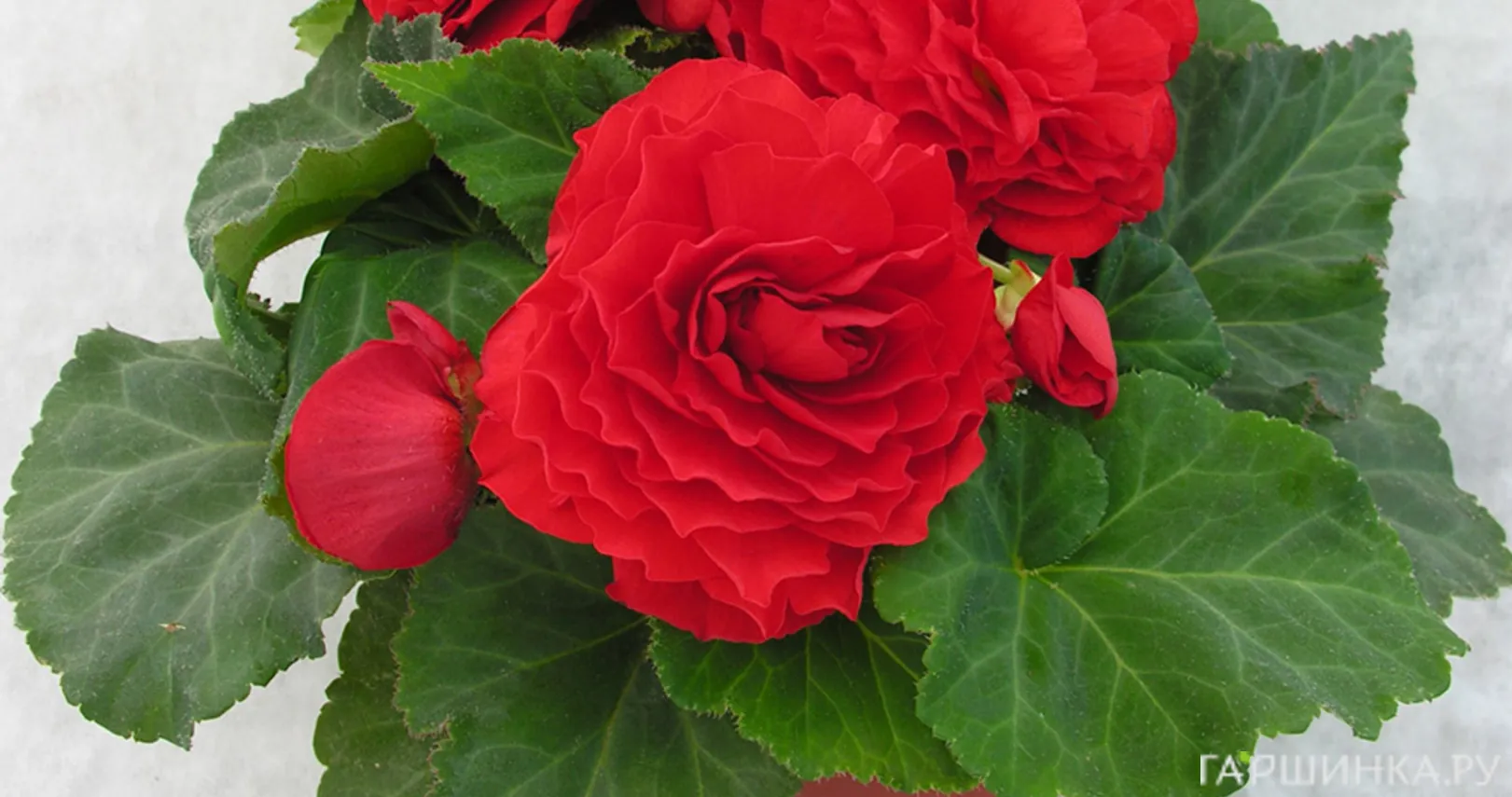 Бегония махровая Дубль Ред 1 шт