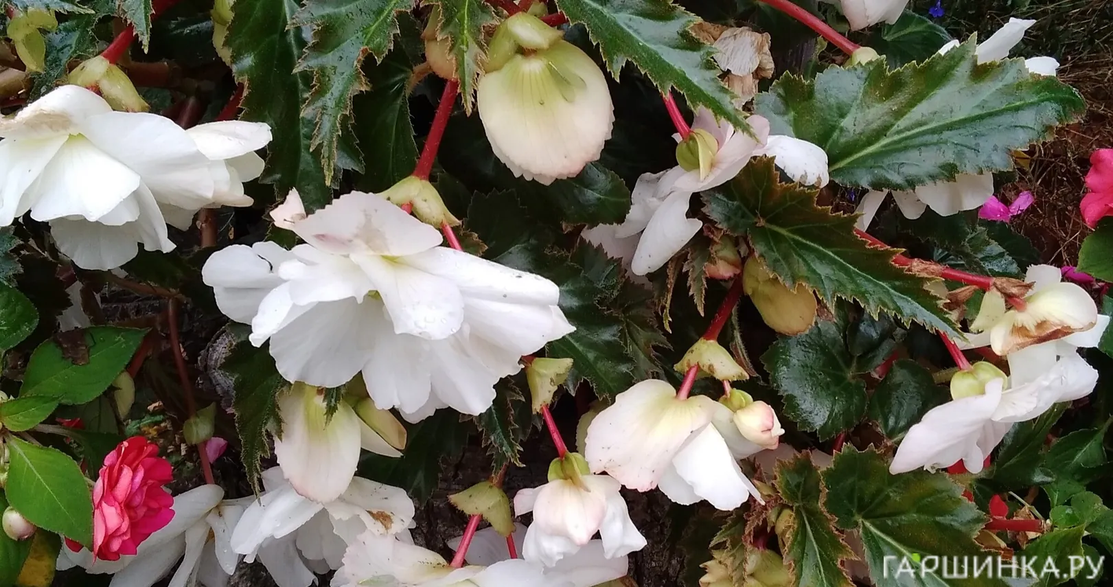 Бегония Пендула Вайт 1 шт