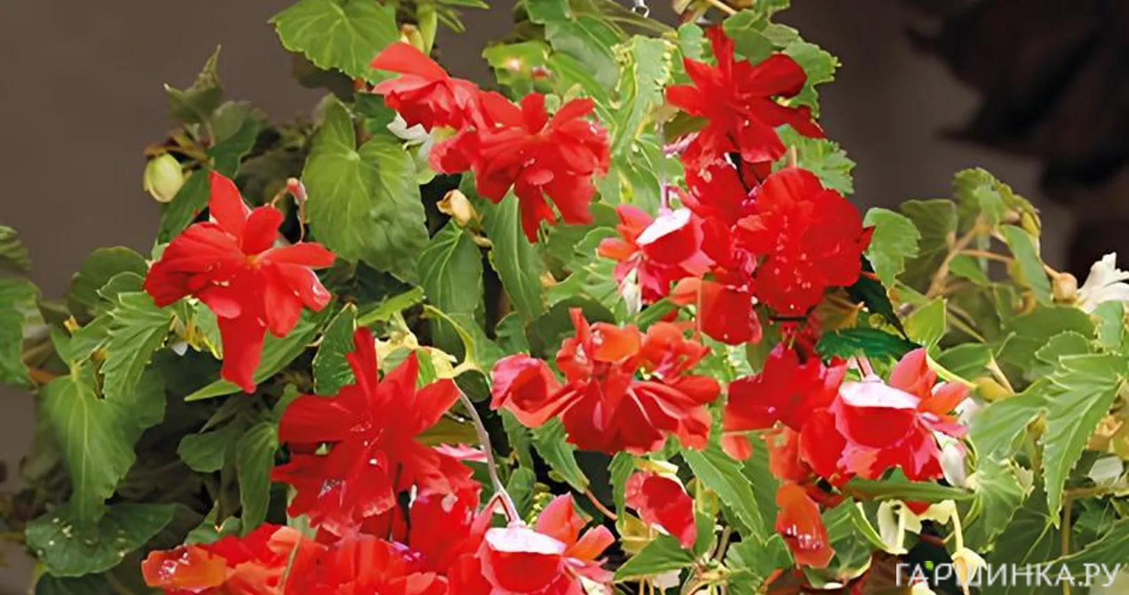 Бегония Пендула Ред