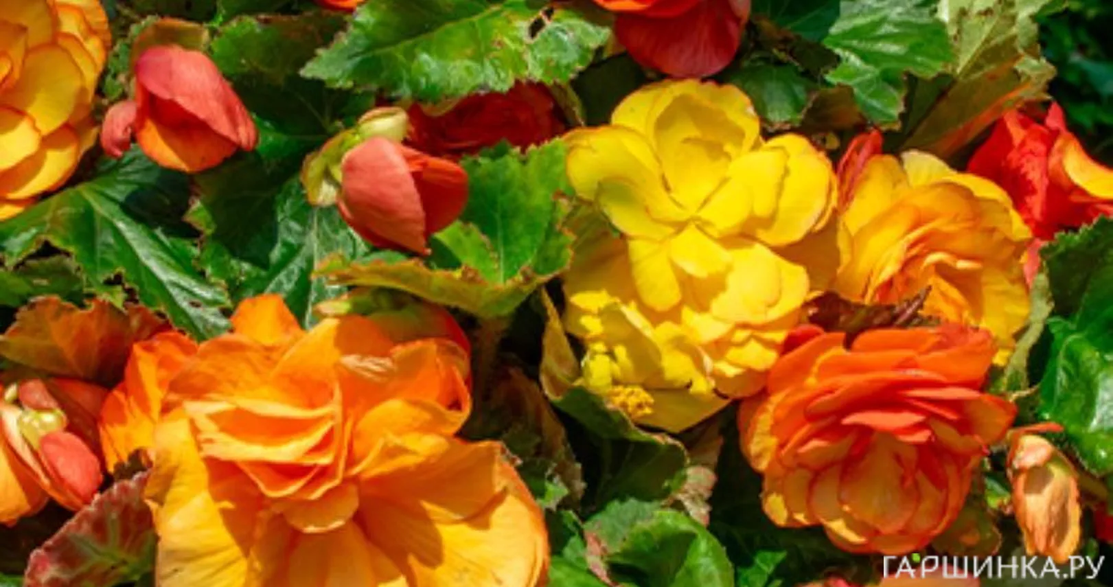 Бегония Пикоти Каскад Санрей 1 шт