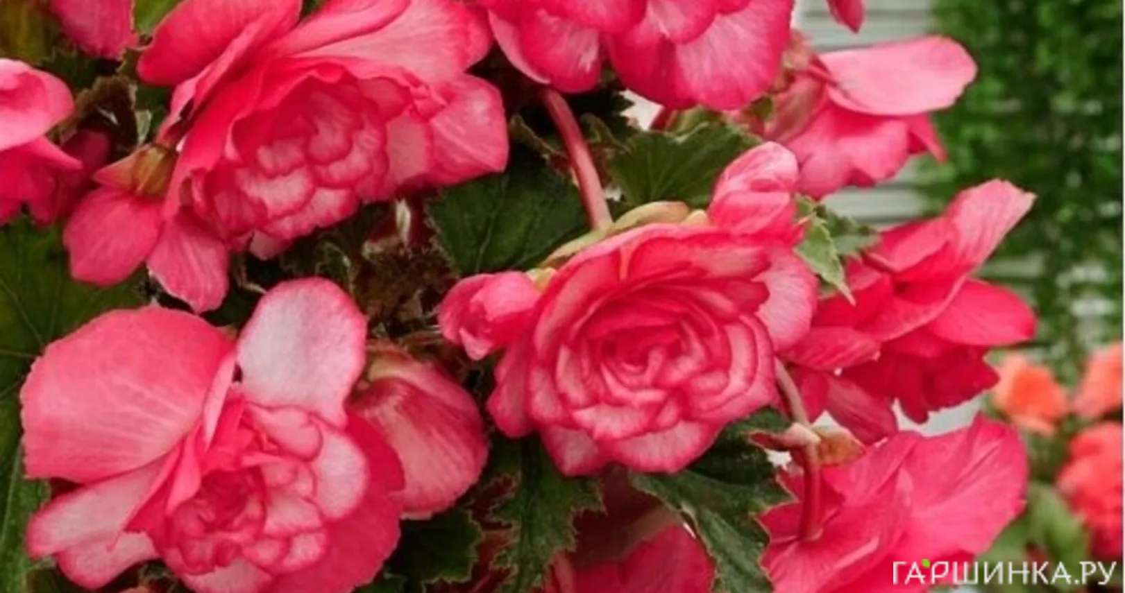 Бегония Пикоти Каскад Флоренс 1 шт